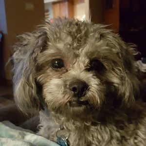 Meet your Posher, Lou ann